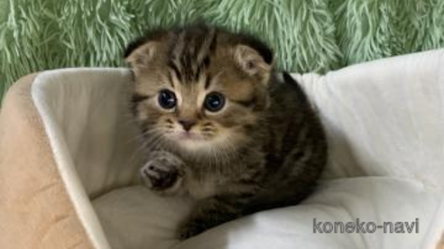 成約済の大阪府のスコティッシュフォールド(折れ耳)-110291の1枚目