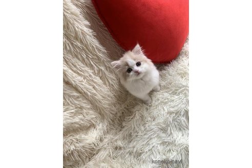 成約済の大阪府のスコティッシュフォールド-110294の2枚目