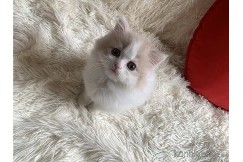 成約済の大阪府のスコティッシュフォールド-110294の3枚目