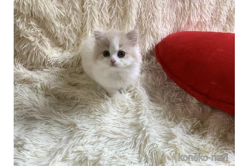 成約済の大阪府のスコティッシュフォールド-110294の4枚目