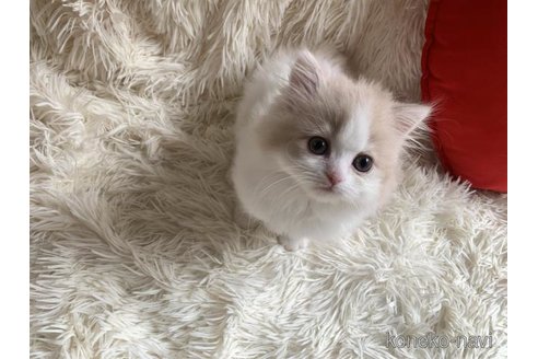 成約済の大阪府のスコティッシュフォールド-110294の5枚目