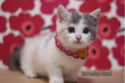 成約済の東京都のマンチカン(短足)-110302の3枚目