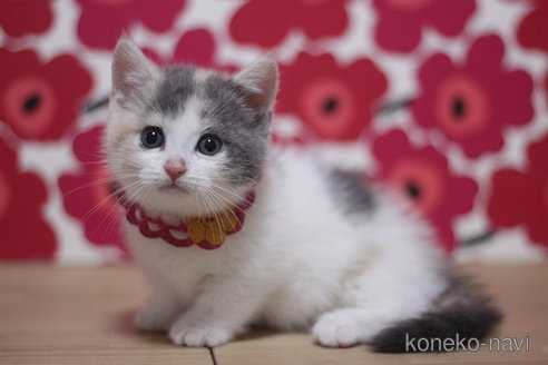 成約済の東京都のマンチカン(短足)-110302の1枚目