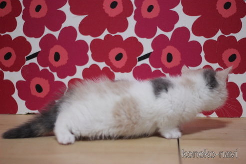 成約済の東京都のマンチカン(短足)-110302の2枚目