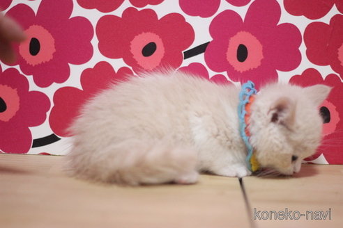 成約済の東京都のマンチカン(短足)-110341の3枚目