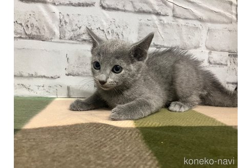 成約済の愛知県のロシアンブルー-109379の4枚目