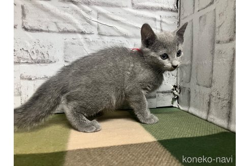 成約済の愛知県のロシアンブルー-109379の5枚目