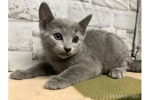成約済の愛知県のロシアンブルー-109379の6枚目