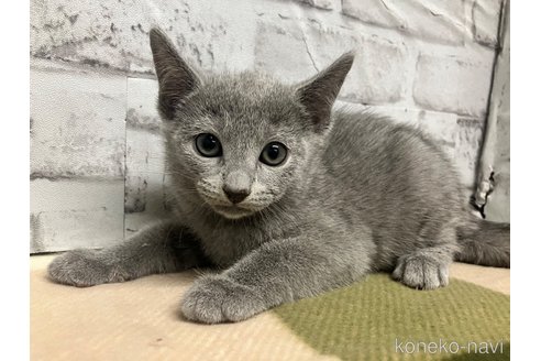 販売中の愛知県のロシアンブルー-109379