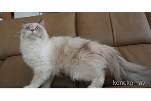 ののブリティッシュショートヘア-