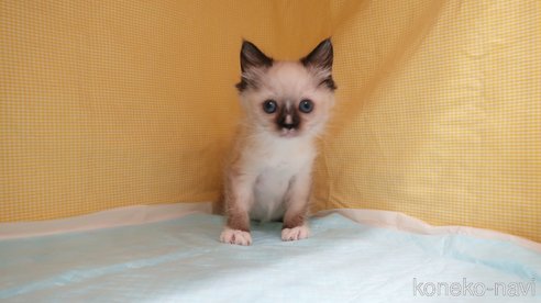 成約済の東京都のラグドール-110363の2枚目