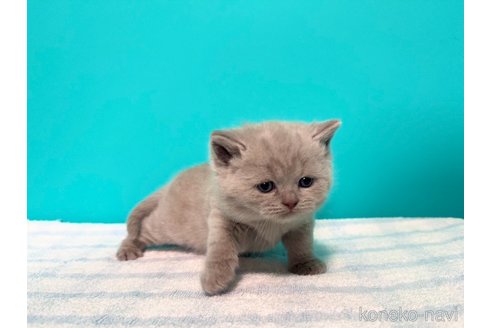 成約済の大阪府のブリティッシュショートヘア-110334の4枚目