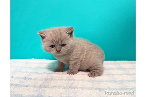 成約済の大阪府のブリティッシュショートヘア-110334の7枚目