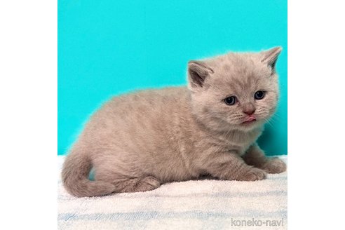 成約済ののブリティッシュショートヘア-110334