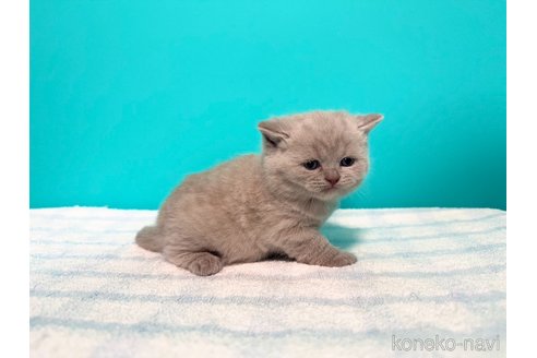 成約済の大阪府のブリティッシュショートヘア-110334の5枚目