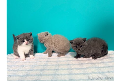 成約済の大阪府のブリティッシュショートヘア-110334の3枚目