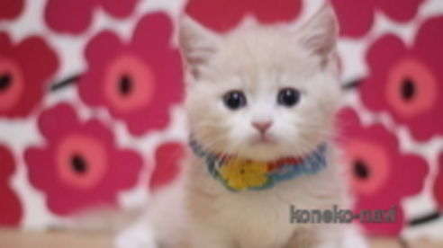 成約済の東京都のマンチカン(短足)-110341の2枚目