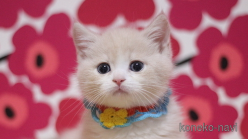 成約済の東京都のマンチカン(短足)-110341の1枚目