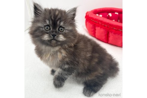 成約済の愛知県のラガマフィン-110354