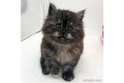 成約済の愛知県のラガマフィン-110354の3枚目