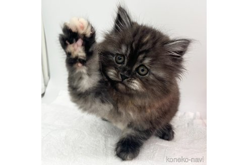 成約済の愛知県のラガマフィン-110354の2枚目