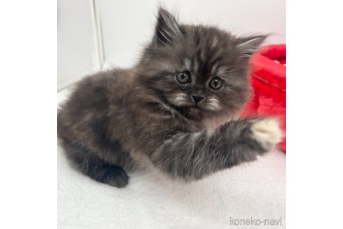 成約済の愛知県のラガマフィン-110354の5枚目