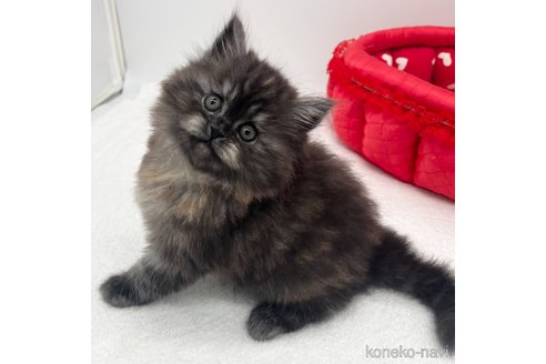 成約済の愛知県のラガマフィン-110354の4枚目