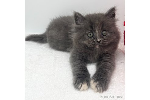 成約済の愛知県のラガマフィン-110355の4枚目