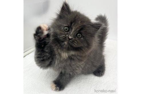 成約済の愛知県のラガマフィン-110355の3枚目