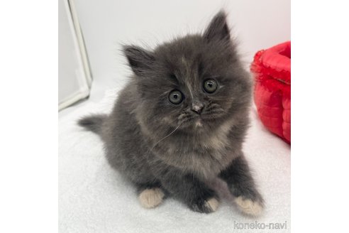 成約済の愛知県のラガマフィン-110355の1枚目