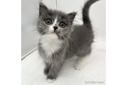 成約済の愛知県のラガマフィン-110356の1枚目