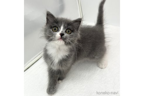 成約済の愛知県のラガマフィン-110356の4枚目