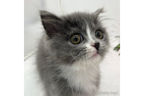 成約済の愛知県のラガマフィン-110356の2枚目