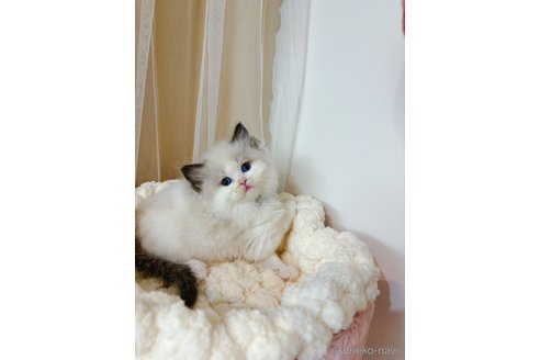 販売中の兵庫県のラグドール-110361の3枚目