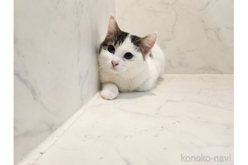 販売中の北海道のスコティッシュフォールド-110385の11枚目