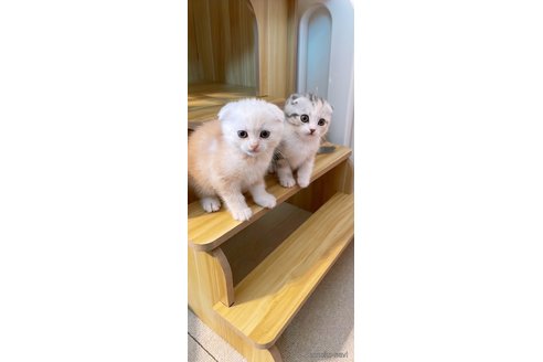 成約済の岡山県のスコティッシュフォールド(折れ耳)-110387の7枚目
