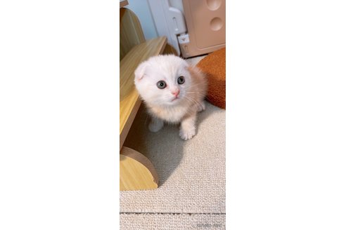成約済の岡山県のスコティッシュフォールド(折れ耳)-110387の2枚目