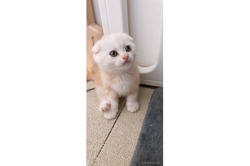成約済の岡山県のスコティッシュフォールド(折れ耳)-110387の6枚目