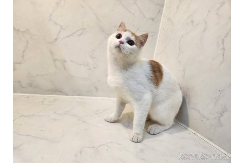 販売中の北海道のスコティッシュフォールド-110389の28枚目