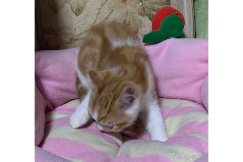 成約済の神奈川県のスコティッシュフォールド-110397の2枚目