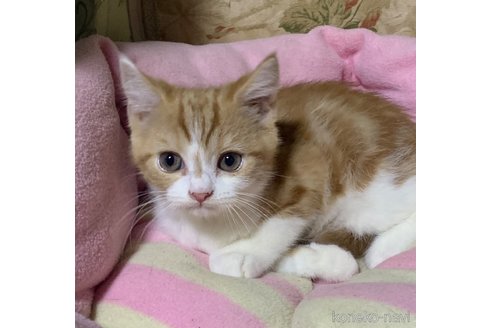 成約済の神奈川県のスコティッシュフォールド-110398の8枚目