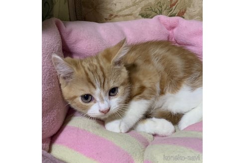 成約済の神奈川県のスコティッシュフォールド-110398の2枚目