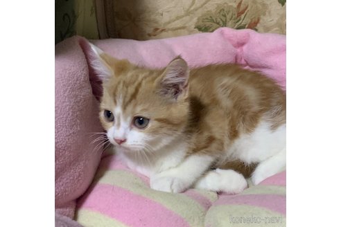 成約済の神奈川県のスコティッシュフォールド-110398の3枚目