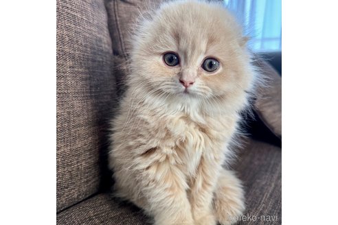 成約済の三重県のスコティッシュフォールド(折れ耳)-107103の2枚目