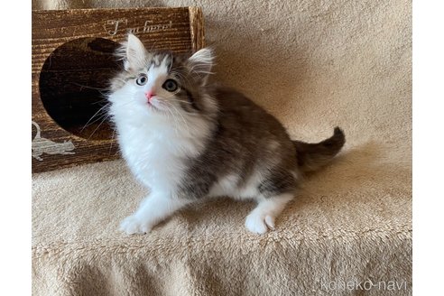 成約済の愛知県のノルウェージャンフォレストキャット-110406の4枚目