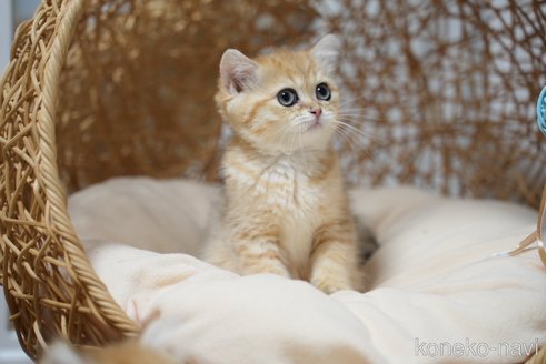 成約済の東京都のブリティッシュショートヘア-110407の2枚目