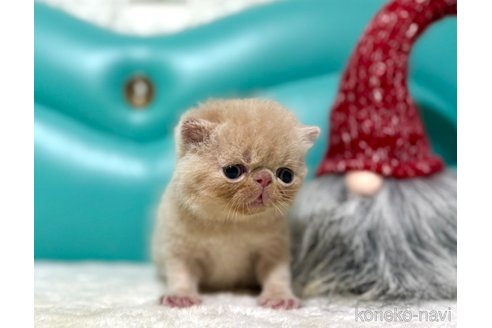 成約済の岐阜県のエキゾチックショートヘア-110421の3枚目