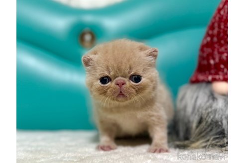 成約済の岐阜県のエキゾチックショートヘア-110421の4枚目