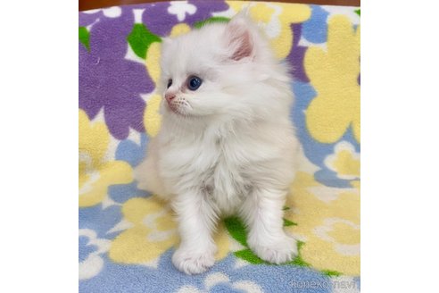 成約済の神奈川県のミヌエット-110431の3枚目
