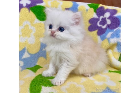 成約済の神奈川県のミヌエット-110431の7枚目